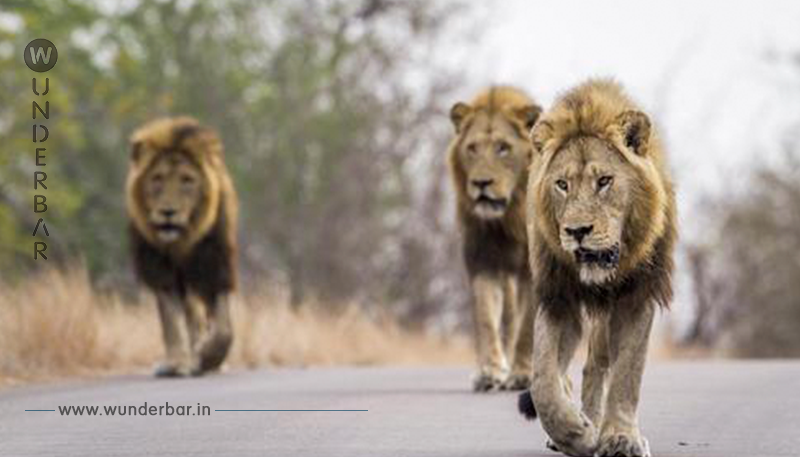 3 Wilderer von einem Rudel Löwen gefressen beim Versuch Nashörner in einem Tierschutzgebiet zu jagen!