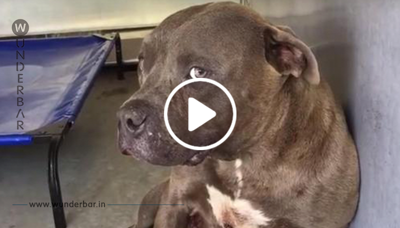 Trauriger Pitbull weint in Tierheim, nachdem sie zu Zuchtzwecken gebraucht und dann ausgesetzt wurde