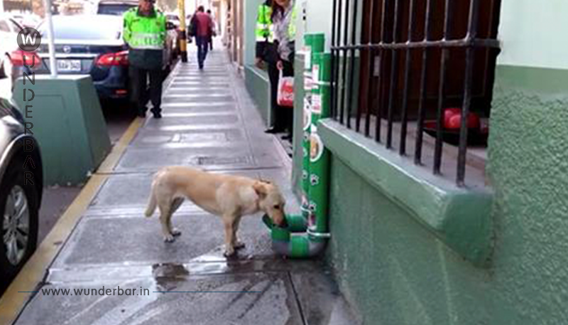 Spezielle von Polizisten installierte Stationen retten Straßenhunde und das Internet applaudiert