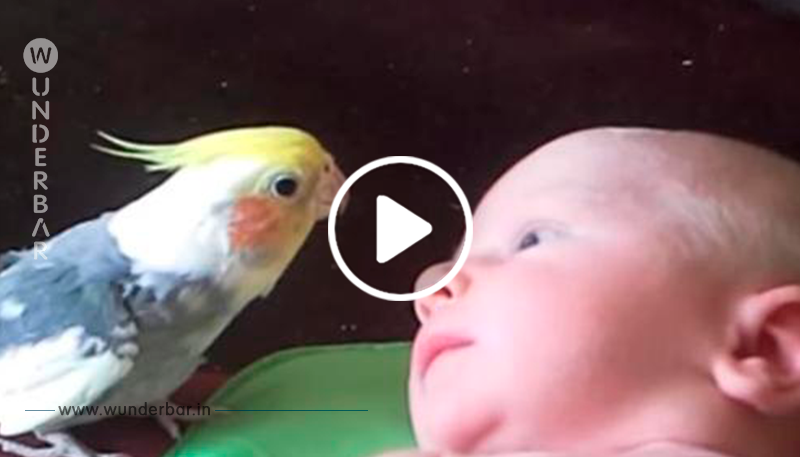 Papagei singt süßes Wiegenlied für neugeborenes Baby. Wunderschön!