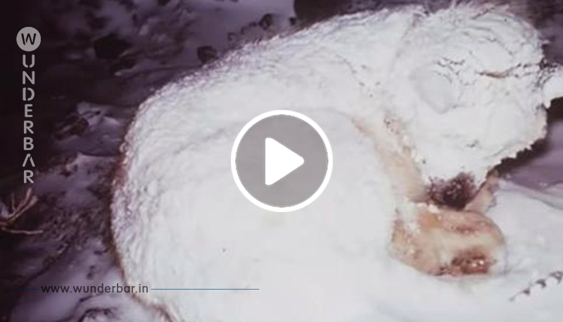 Retter eilen zu Hund, der seit zwei Tagen in eiskaltem Schnee ausharrt und entdecken, dass er etwas beschützt