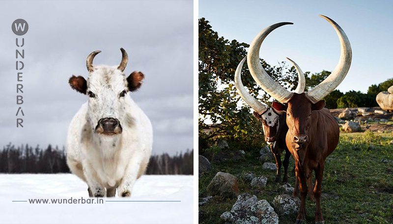 Fotografen schaffen kraftvolle Hommage an die Kuh