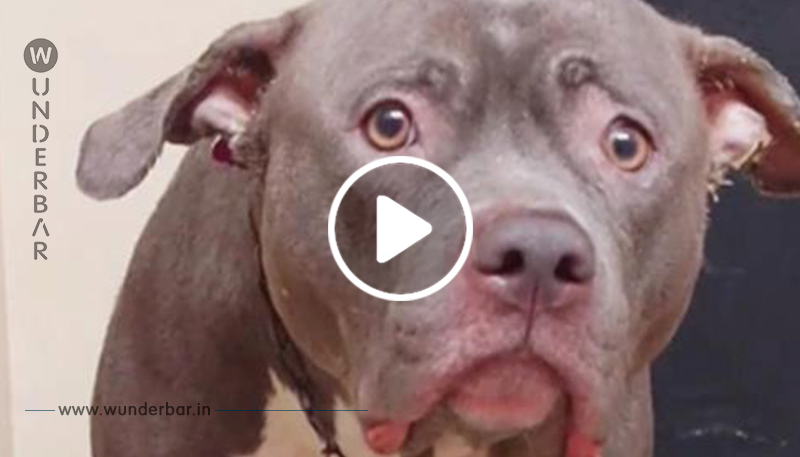 Ein virales Video zeigt den Herzschmerz eines Hundes in dem Moment, in dem sie merkt, dass sie verlassen wurde