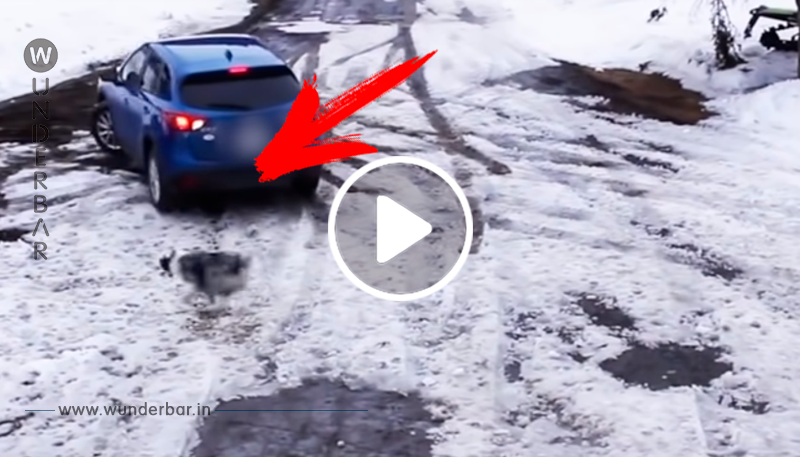 Irres Video: Autofahrerin im Rückwärtsgang übersieht Hündchen, doch dann...