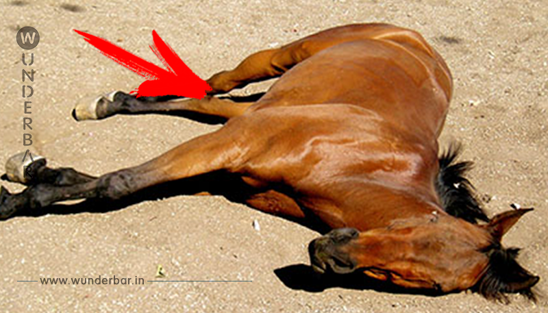 Offenbar vergiftet: Fünf tote Pferde auf Krefelder Reiterhof entdeckt