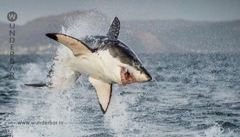 Vor diesem Tier ergreifen Weiße Haie die Flucht