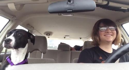 Ein Frauchen und ihr Hund genießen eine normale Autofahrt, aber dann wird ein Michael Jackson Song im Radio gespielt
