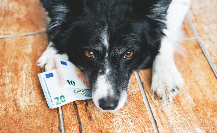 Was kostet ein Hund im Monat?