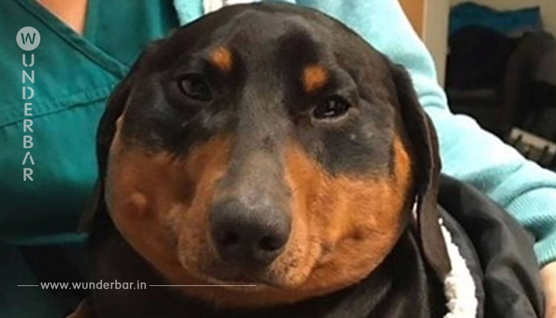 Hundekopf schwillt an wie ein Ballon. Nach dem Röntgen ist der Tierarzt schockiert