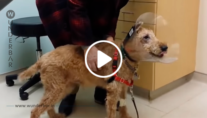 Blinder Hund kann sein Glück kaum fassen, als er durch Operation wieder sehen kann
