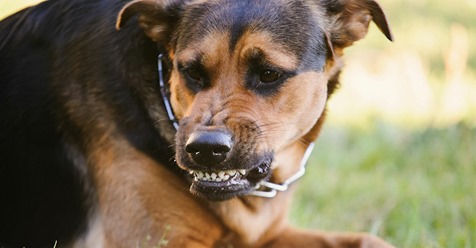 Bayern: Badegast wird von Hund in den Arm gebissen, kann sich nicht anders wehren, als das Tier zu ertränken