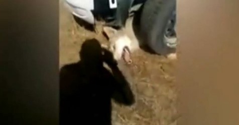 Wolf soll 200 Schafe gerissen haben: Hirte foltert ihn daraufhin zu Tode und filmt sich dabei