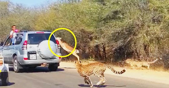 Eine Antilope springt in ein Auto, um vor einem Geparden, der sie verfolgt, zu fliehen