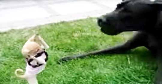 Ein furchtloser Chihuahua versucht, sich in diesem urkomischen Video mit einer Deutschen Dogge anzulegen