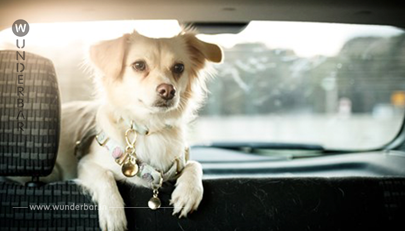 In der prallen Sonne geparkt: Mann entdeckt jaulenden Hund in Fahrzeug