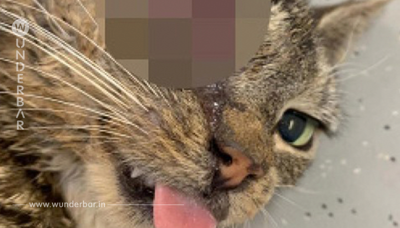 Tierquäler rammen Katze Schaschlik-Spieß durch dem Kopf - Polizei ermittelt