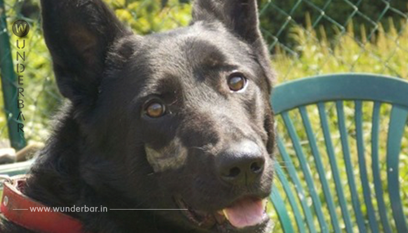 Mann bringt Hund nach 6 Jahren zurück ins Tierheim, doch die Geschichte ist noch nicht vorbei