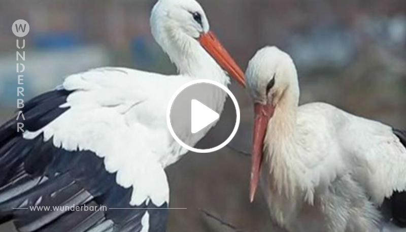 Dieser treue Storch fliegt jedes Jahr 14.000 Kilometer zu seiner verletzten Frau