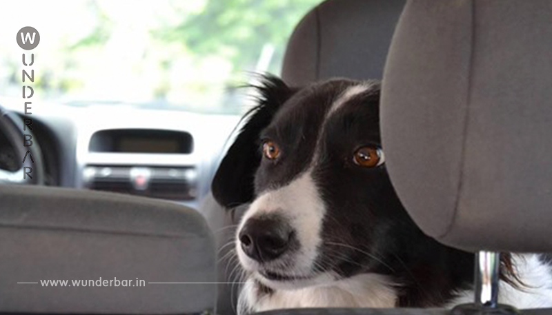 Hund bei Hitze im Auto zurückgelassen - armes Tier wimmert um sein Leben