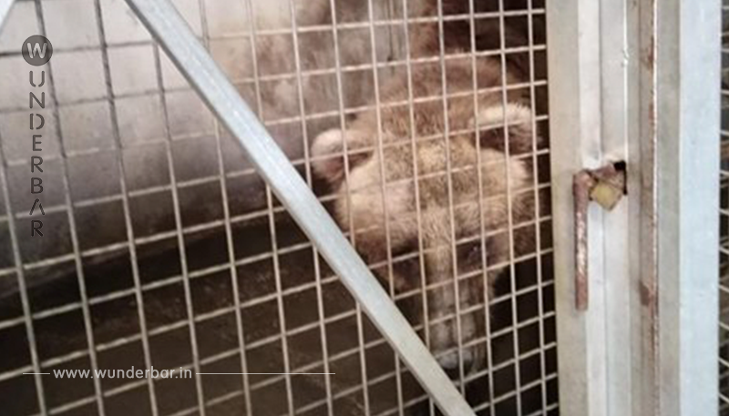 NEUE HEIMAT IN MITTELDEUTSCHLAND Bär aus spanischem Horror-Zoo befreit