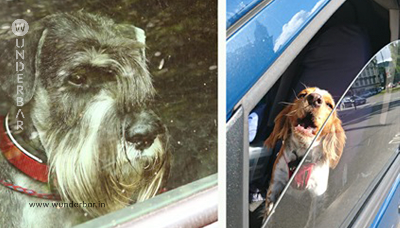 Hunde in heißem Auto eingesperrt: Wie man sie ungestraft retten kann
