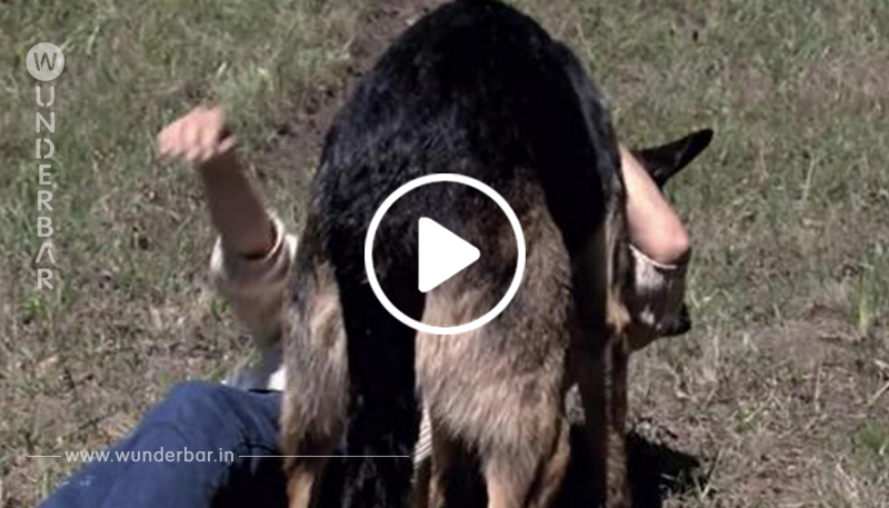 Heldenhafter Straßenhund rettet sterbende Frau aus Autounfall und zieht sie mehr als 300m, um Hilfe zu bekommen