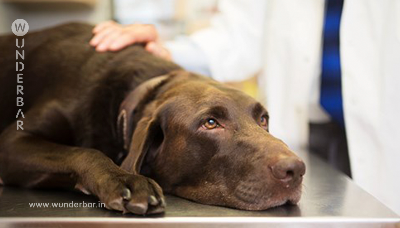 Zwei Hunde vermutlich mit Fleischbällchen vergiftet   ein Tier eingeschläfert