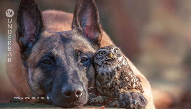 Tierische Freundschaft: Hund Ingo und Kauz Poldi verstehen sich blendend