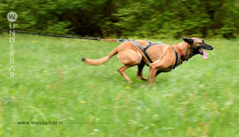 POLIZEI FAND VERDÄCHTIGE FLEISCHBÄLLCHEN Giftköder? Hund stirbt nach Spaziergang
