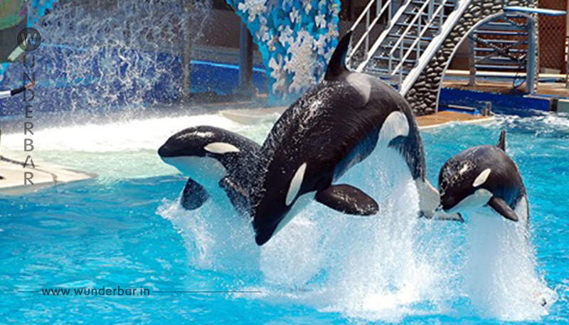 Tierschutz: Kanada verbietet Zoo-Haltung von Delfinen und Walen