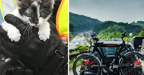 Bad Nauheim: Kätzchen verirrt sich auf Autobahn, Polizei rückt rechtzeitig aus – Tier kommt mit Schrecken davon