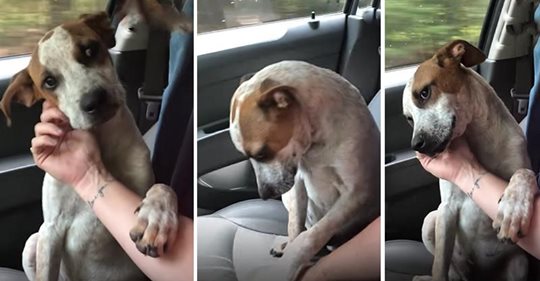 Hund aus dem Tierheim hat emotionalen Danke Moment, als er adoptiert wird und lässt neue Besitzerin weinen