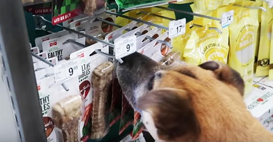 Ein Mann bringt einen obdachlosen, älteren Hund zum Tierladen und kauft ihm alles, was er berührt