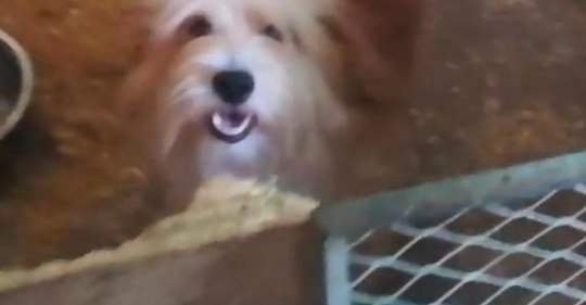 KOBLENZ Tierschützer befreien 136 Hunde aus Käfigen