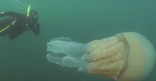 Taucher entdecken eine riesige Qualle so groß wie ein Mensch unweit der britischen Küste