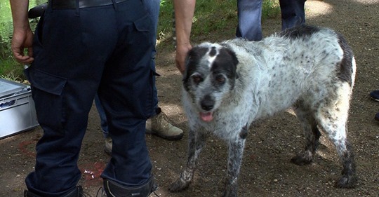 „BRUNO“ STECKTE FEST Feuerwehr zieht Hund aus Kanalrohr