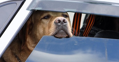 Polizei rettet Hund aus überhitztem Auto   direkt danach wird das Tier überfahren