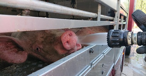 „BILD DES ELENDS“ IN TRANSPORTER AUF A2 Feuerwehr rettet viele Schweine vor Hitze-Tod Drei Tiere waren aber schon gestorben