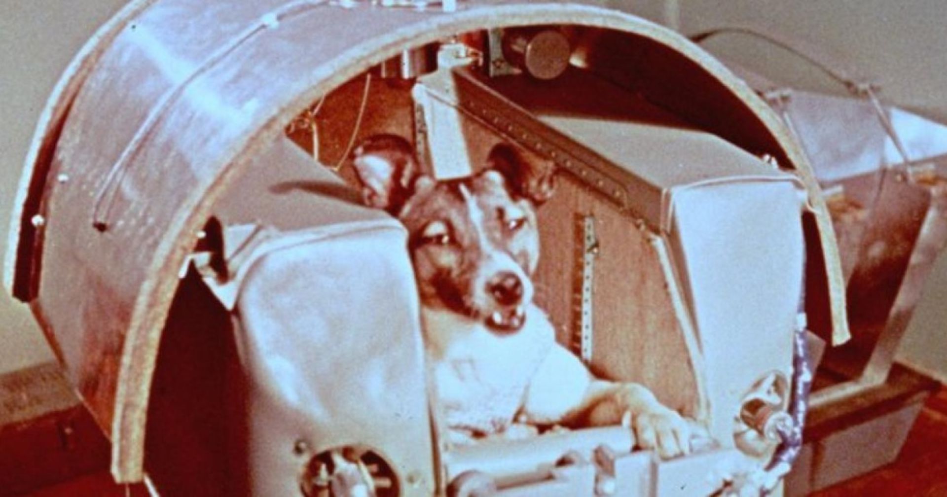 50 Jahre Mondlandung: Wir erinnern an Laika, den ersten Hund im Weltall