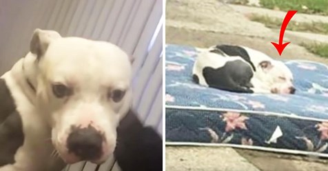 Ausgesetzter Hund wartet geduldig auf Matratze, nachdem seine Besitzer umgezogen sind und ihn zurückgelassen haben