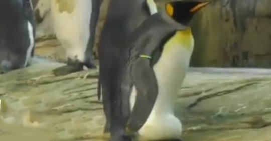 Berlin: Im Zoo lebendes, schwules Pinguinpaar adoptiert Ei und brütet es aus – versuchten es vorher bereits mit Steinen