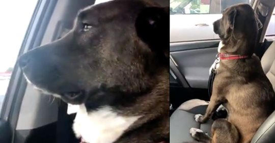 Nach Zahnbehandlung beim Tierarzt: Hund zeigt Besitzern kalte Schulter