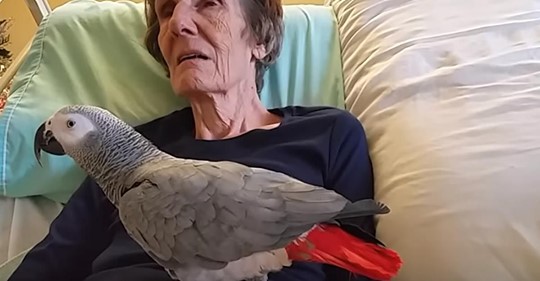 Eine ältere Frau sagt ihrem Papagei Ich liebe dich ein letztes Mal nach 25 Jahren Freundschaft