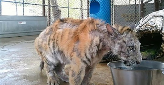 Misshandelte Bengalische Tigerdame findet dank ihres Seelenverwandten zurück zu ihrer echten Schönheit