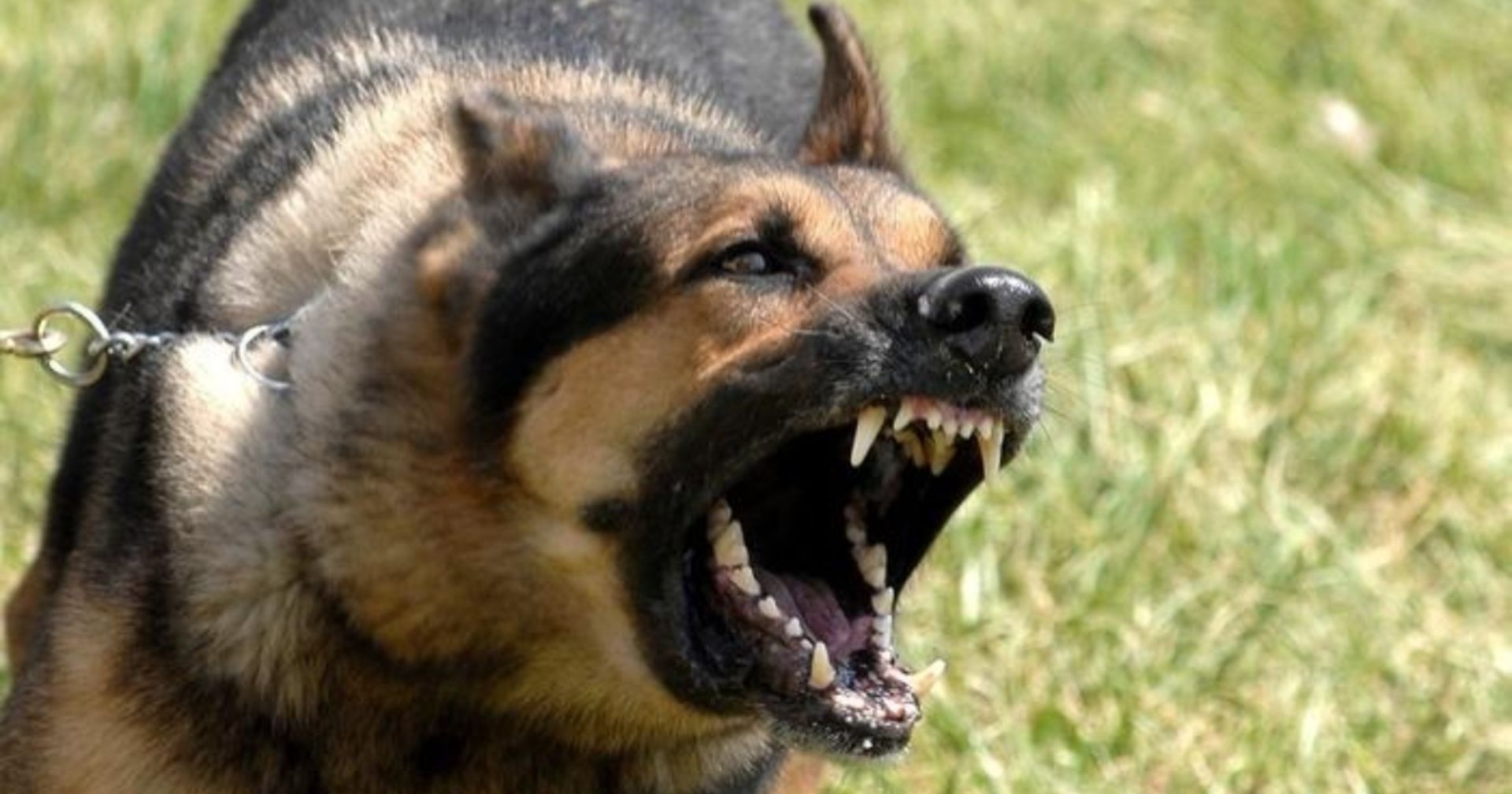Drei Todesopfer: Nicht angeleinter Hund sorgt für Blutbad im Rheinland