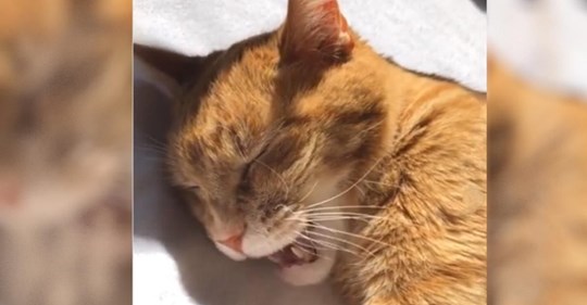 Ein Herrchen singt seine Katze mit einem Schlaflied in den Schlaf, bevor das Kätzchen das süßeste Duett aller Zeiten anstimmt