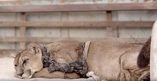 Löwe, der jahrelang in Gefangenschaft lebte, um im Zirkus aufzutreten, reagierte atemberaubend auf seine Befreiung