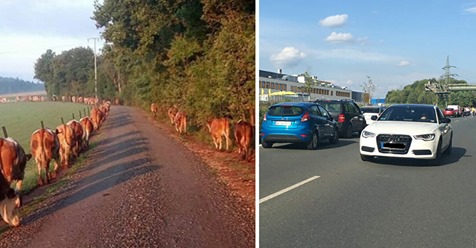 Ortenau/BaWü: Woran viele Autofahrer scheitern, zeigen diese Kühe, wie einfach sie eigentlich ist: die Rettungsgasse