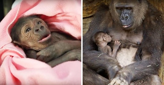 Herzerwärmender Moment: Mutter Gorilla wird mit ihrem Baby wieder vereint und stillt es zum ersten Mal