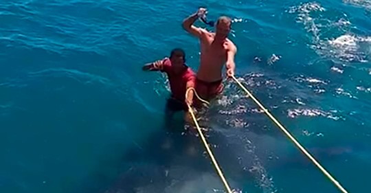 Tourist „surft“ auf Walhai